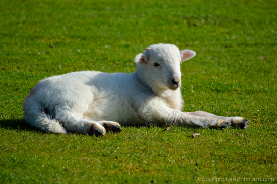 Welsh-lamb-relaxing-3