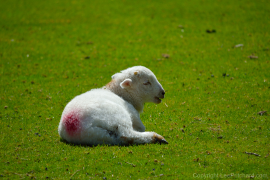 Welsh-lamb-relaxing-4