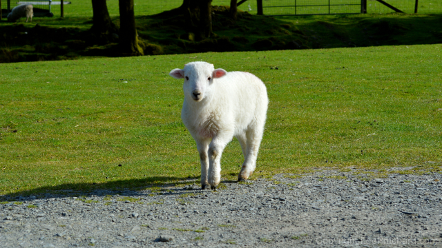 Welsh-lamb-walking-2