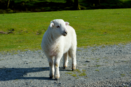 Welsh-lamb-walking-3