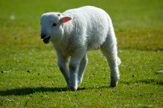 Welsh-lamb-walking-and-bleeting