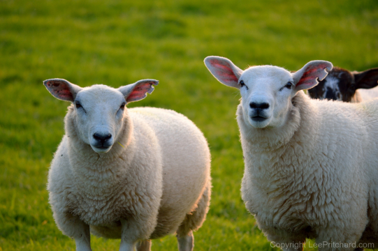 Welsh-sheep-looking-towards-the-camera