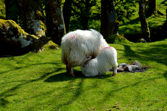 Wlesh-lamb-feeding-from-mother-2