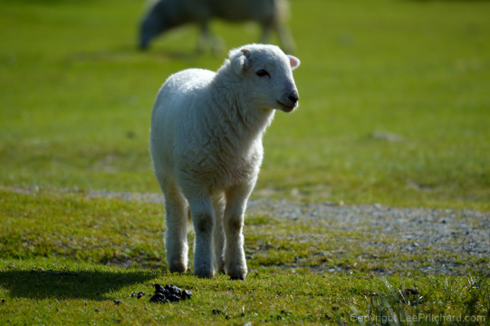 Wlesh-lamb-standing-still