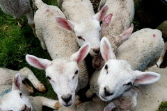 Hungry young lambs looking for feed,