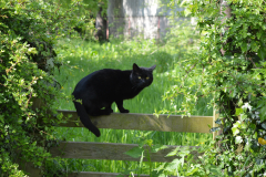 Black cat on a fence