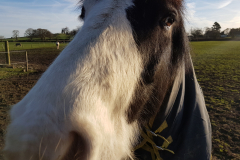 Close up of a brown and white horses face on a Winter day.