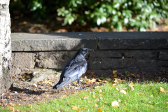 Close up of a raven on the ground