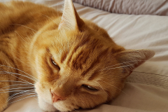 Close up of a sleepy ginger cat lay down.