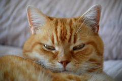 Close up of a sleepy ginger cat.