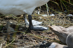 Close up of swan feet