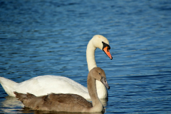Closeup of swan and cygnet on water.