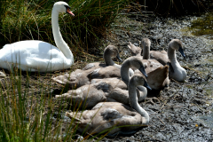 Closeup of swan and cygnet on land