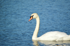 Closeup of swan swimming on a lake