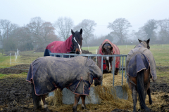 Cold horses eating hay while wearing coats