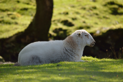 Welsh lamb relaxing in the sunshine.