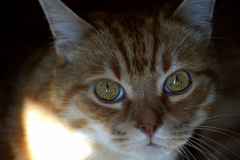 Ginger cat eyes closeup