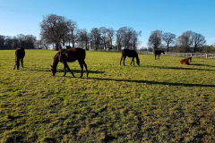 Horses grazing in a field on a bright Winters day.