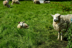 Lamb and mother in the grass.