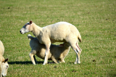 Lamb feeding from mother in a field