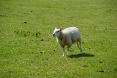 Lamb running in a field
