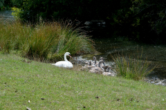 Resting swan and cygnets at the waters edge of a lake.