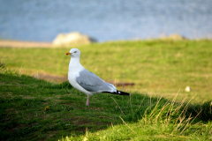 Close up of a seagull on grass land