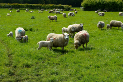 sheep and lambs in a field grazing.