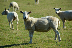 Sheep looking towards the camera.