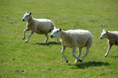 Sheep-running-in-a-field