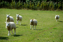 5 Sheep running in a field