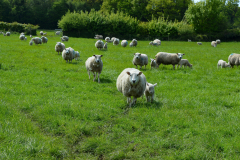 A big line of sheep following each other in a field