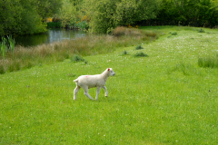 Small young lamb on its own in a field.