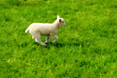 Small young lamb running in a field.