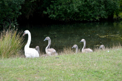 Swan and Cygnets at the waters edge of a lake