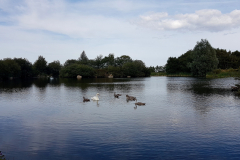 Swan-and-cygnets-on-a-pond