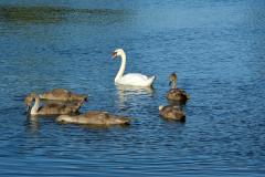 Swan and cygnets swimming and feeding on a lake