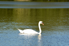 Swan on water