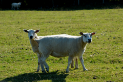 Two sheep stood together in a field