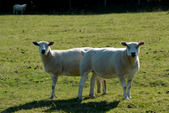 Two sheep stood together in a field