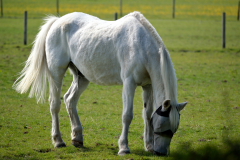 White horse grazing in a field