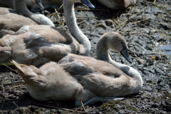 Young-swan-cygnet-resting-in-the-mud