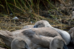 Young swan cygnet resting in the mud