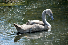 Young swan single cygnet swimming on a lake