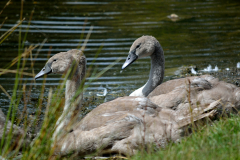 Young swans cygnets by the waters-edge