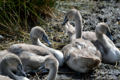 Young swans cygnets resting together