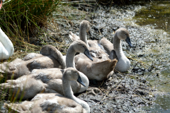 Young swans cygnets sitting at the waters edge