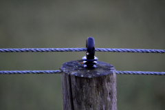 Fence-peg-