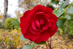 Central-close-up-shot-of-a-fully-opened-red-rose-with-foliage-in-the-background