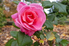 Central-close-up-shot-of-a-pink-rose-with-foliage-and-autumn-leaves-in-the-background